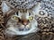 A Close-Up Portrait of a Tabby Cat\\\'s Mesmerizing Markings