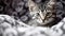 Close-up Portrait Of A Tabby Kitten On Bed With Swirling Colors