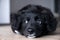 Close up portrait of a thoughtful black and white puppy