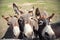 Close-up portrait of three curious funny domestic cute hungry donkeys stand at countryside farm barnyard asking for