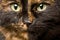 Close-up portrait of tortie cat