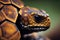 Close-up portrait of a tropical tortoise. Animal theme