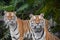 Close up portrait of two Amur tigers