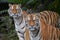 Close up portrait of two Amur tigers