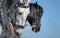 Close-up portrait of two Andalusian horses in motion