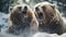 close-up portrait of two big brown bears fighting with mouthes open with teeth and paws with claws