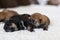 Close-up portrait of two cute newborn Shiba Inu puppies sleeping on the blanket.