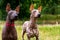 Close up portrait two Full length portrait of a Mexican hairless dog xoloitzcuintle, Xolo on a background of green grass and tre