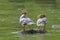 Close-up portrait of two Goosanders standing on the rock in the river.