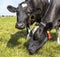 Close up portrait of two grazing cows, black and white, their heads side by side in the grass