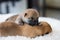 Close-up portrait of two red cute newborn Shiba Inu puppies lying together on the blanket.