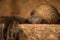 Close-up portrait of a two-toed sloth indoors.