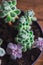 Close up portrait of two type of Echeveria Succulent in a pot. Stylish and simple plants for modern desk