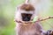 Close up portrait of Vervet Monkey Chlorocebus on the tree in the Masai Mara national Reserve in Kenya, Africa