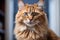 close up portrait of a very fluffy ginger adult cat with a blurred background