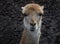 Close up portrait of a vicuna