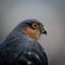 Close up portrait view of Eurasian sparrowhawk Accipiter nisus isolated on light background