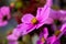 A close up portrait of a violet cosmos flower, the flower has pruple petals and a yellow core with black tipped stencils