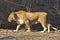 Close up portrait of a walking adult lioness.