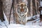 Close up portrait of walking Siberian tiger Generative AI