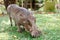 Close up portrait of wart hog male in campsite