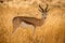 A close up portrait of a watchful springbok standing in long yellow grass