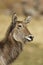 Close up Portrait of waterbuck