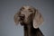 Close-up Portrait of Weimaraner dog Looking in Camera, white gradient