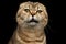 Close-up Portrait Weird drank Scottish fold Cat Isolated on Black