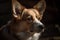 Close-up portrait of Welsh Corgi