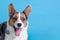 Close-up portrait of Welsh Corgi Cardigan dog, unusual merle color.