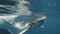 Close-up portrait of whale family swimming under water. A mother and a calf exploring the underwater world, circling on