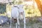 Close up portrait of white adult goat