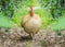 Close up portrait of white bantam chicken in a natural farm.