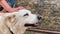 Close up. A portrait of a white big guard dog being  at the ranch caressed by a teen girl. View of hands and a dog