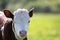 Close-up portrait of white and brown calf with chain on neck on