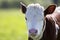 Close-up portrait of white and brown calf with chain on neck on