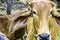 Close Up Portrait of white and brown cow and animal red calf child in green background.