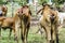 Close Up Portrait of white and brown cow and animal red calf child in green background. cows standing on the ground with farm agri