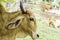 Close Up Portrait of white and brown cow and animal red calf child in green background. cows standing on the ground with farm agri