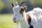 Close-up portrait of white and brown spotty domestic shaggy goat