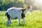 Close-up portrait of white and brown spotty domestic shaggy goat with long steep horns, yellow eyes and white beard on blurred