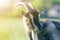 Close-up portrait of white and brown spotty domestic shaggy goat with long steep horns, yellow eyes and white beard on blurred