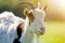 Close-up portrait of white and brown spotty domestic shaggy goat with long steep horns, yellow eyes and white beard on blurred