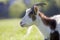 Close-up portrait of white and brown spotty domestic shaggy goat with long steep horns, yellow eyes and white beard on blurred yel