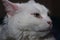 Close-up portrait of a white cat