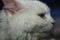 Close-up portrait of a white cat