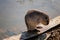 Close up portrait of white coypu, River rat Nutria or Myocastor coypus washing fur and hands on the banks of the river and sitting