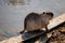 Close up portrait of white coypu, River rat Nutria or Myocastor coypus washing fur and hands on the banks of the river and sitting