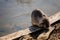 Close up portrait of white coypu, River rat Nutria or Myocastor coypus washing fur and hands on the banks of the river and sitting